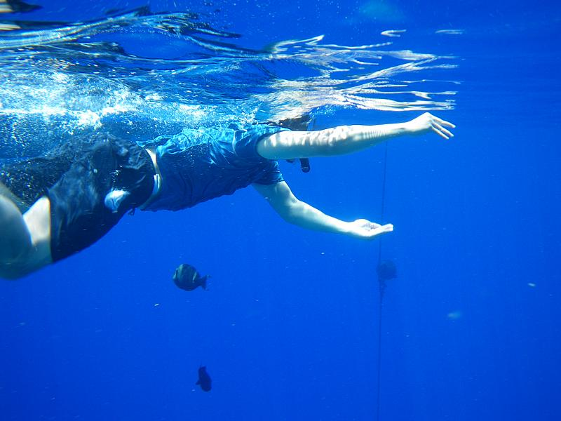 Illustration for article titled Review: Pentax W60 Waterproof Camera Catching Whale Sharks